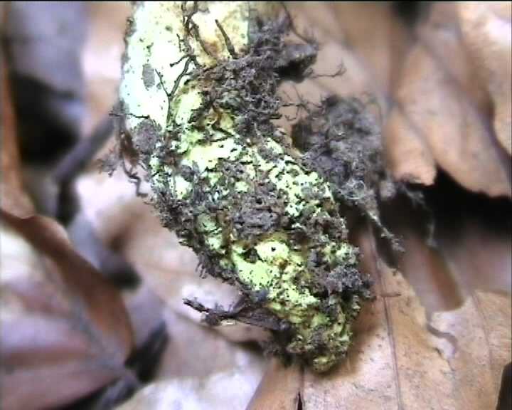 Leccinum crocipodium  (letellier)  Watling